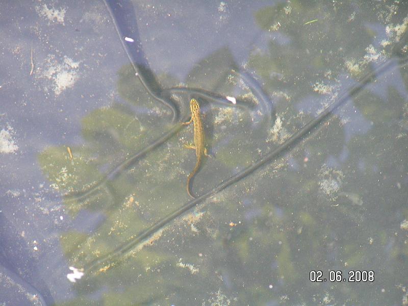 Cisteni a dodelavka jezirka (5).JPG